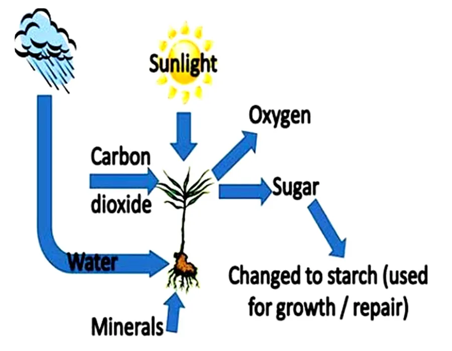 Process Diagram